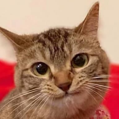 Pam's image