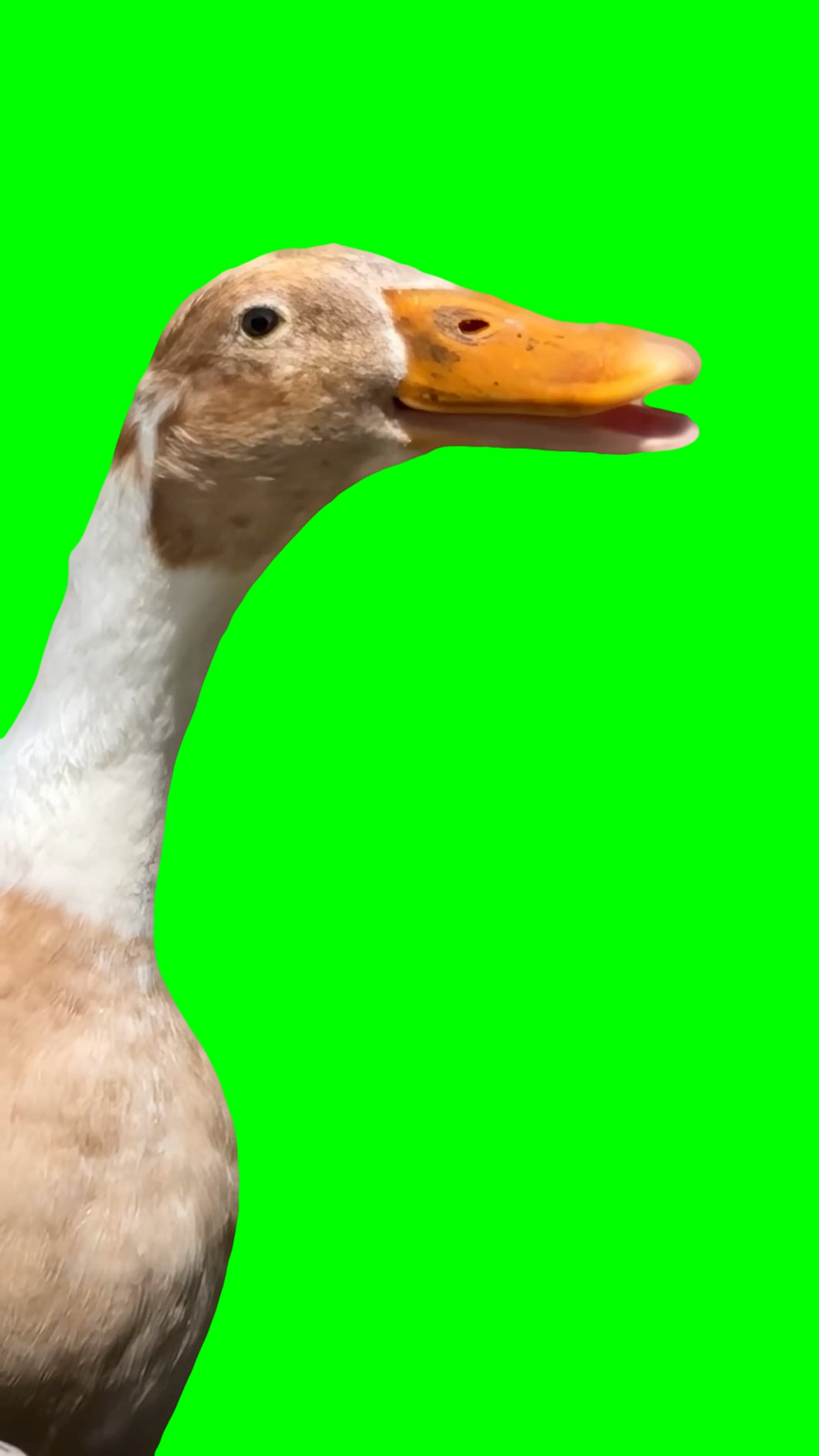Duck Rapping to Busta Rhymes meme (Green Screen) – CreatorSet