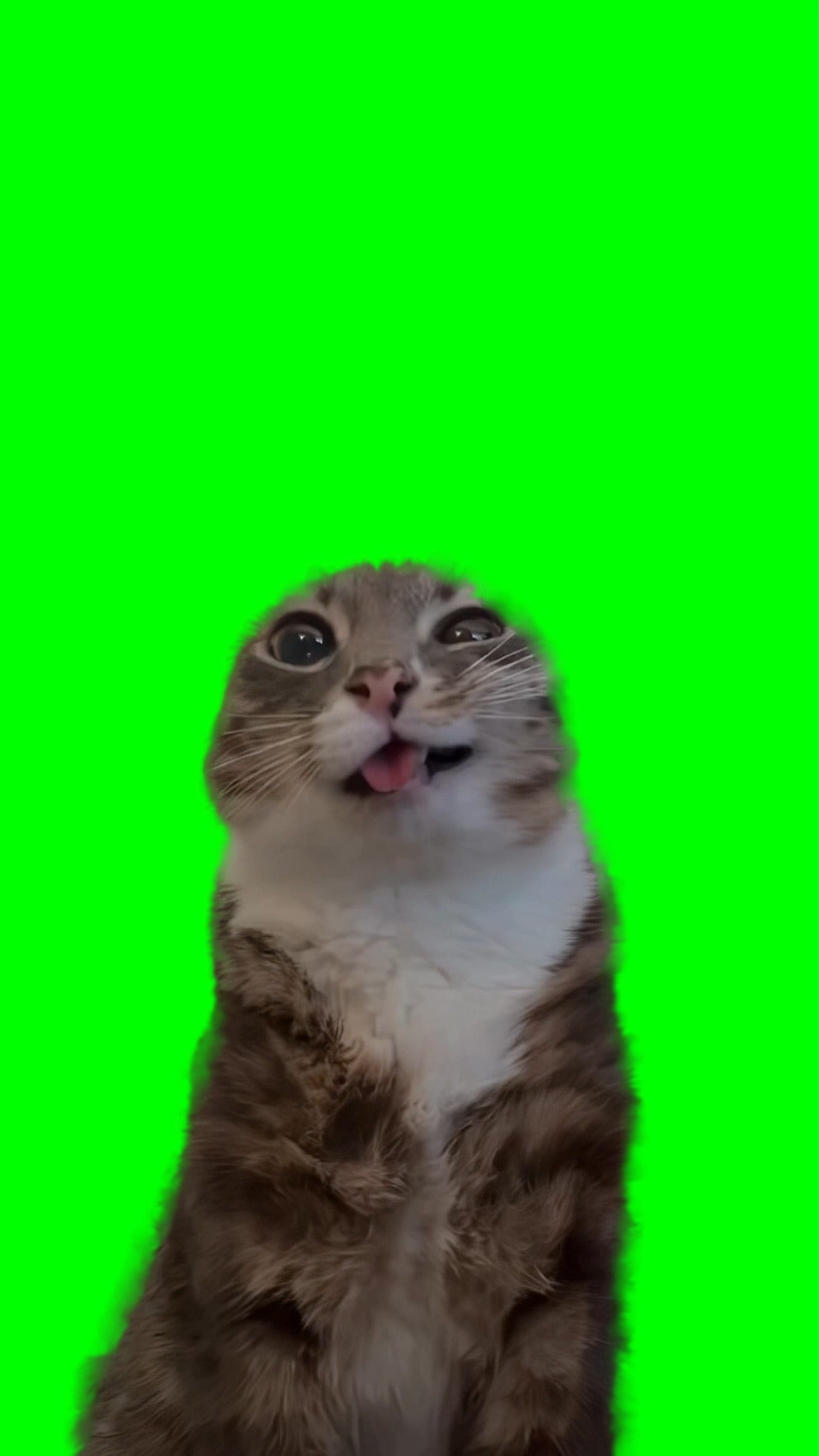 Cat Peeing on the Camera meme (Green Screen)