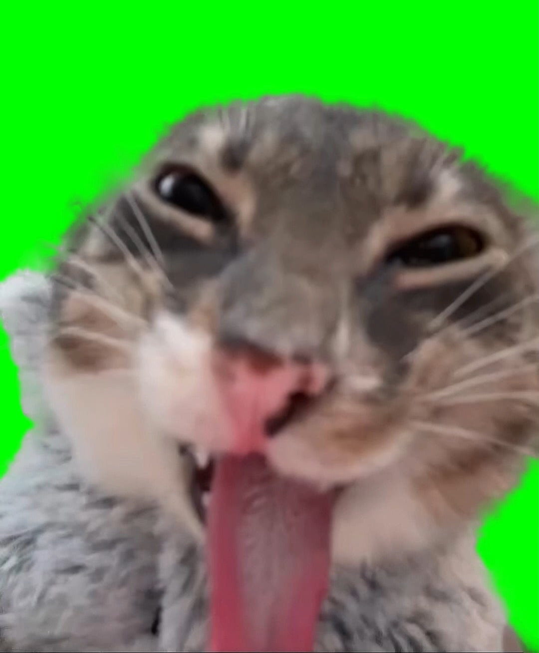 Cat Sticking his Tongue Out meme (Green Screen)