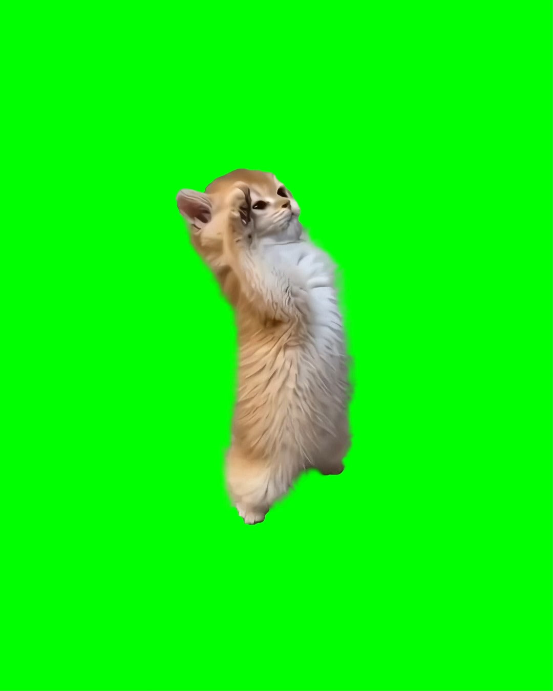 Cat Saluting meme - Cute Kitten Saluting meme (Green Screen)