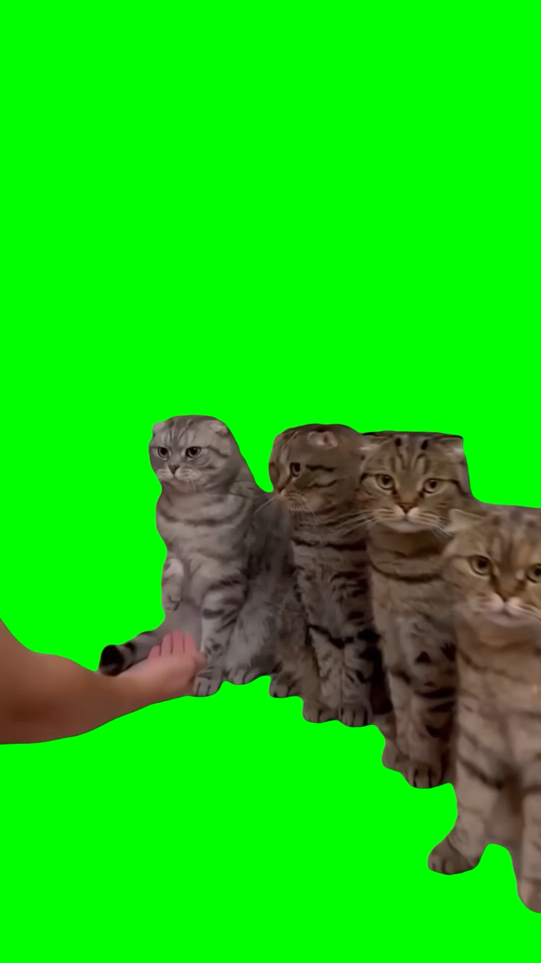 Cats getting handshakes (Green Screen)