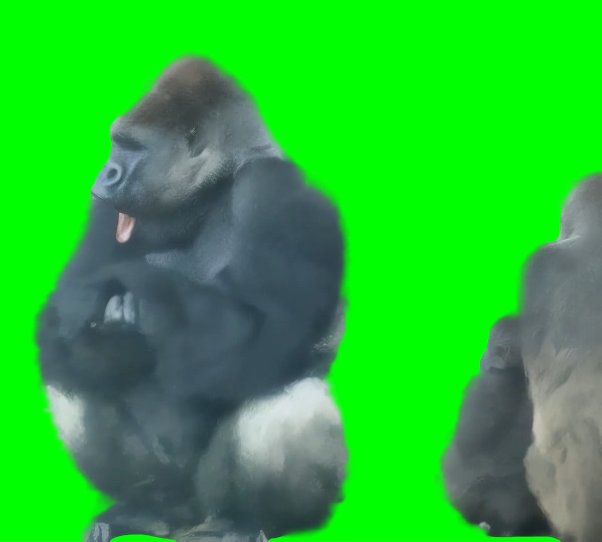 Baby Gorilla calms down Adult Gorilla meme (Green Screen)