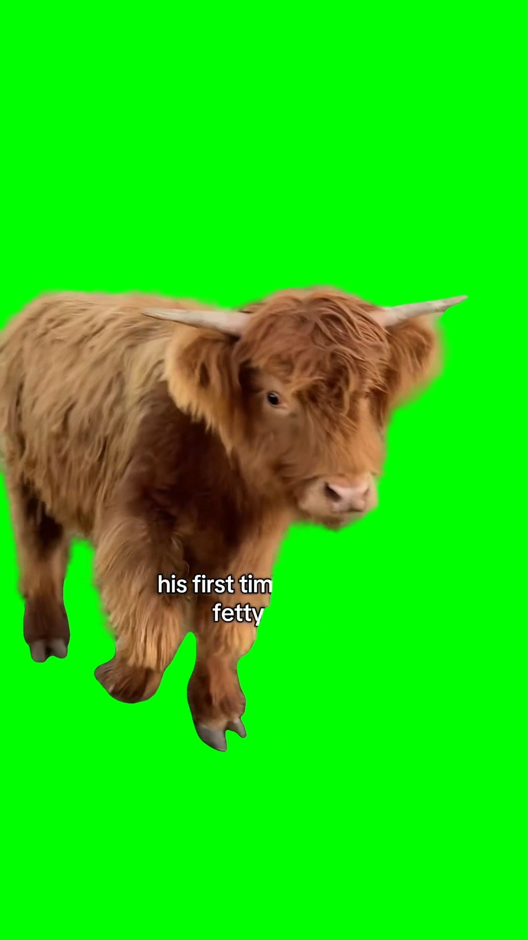 Fluffy Cow Running meme - Hairy Cow Running meme (Green Screen)