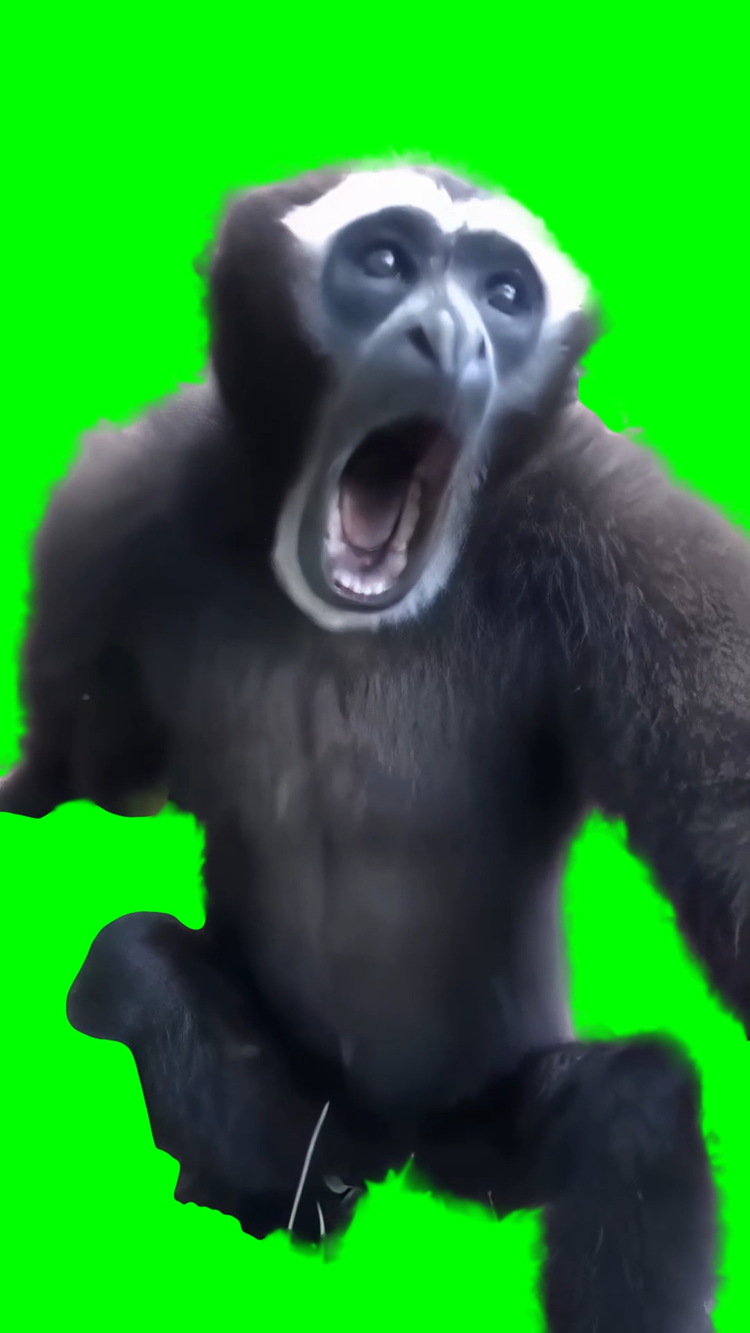 Gibbon Monkey screaming meme (Green Screen)