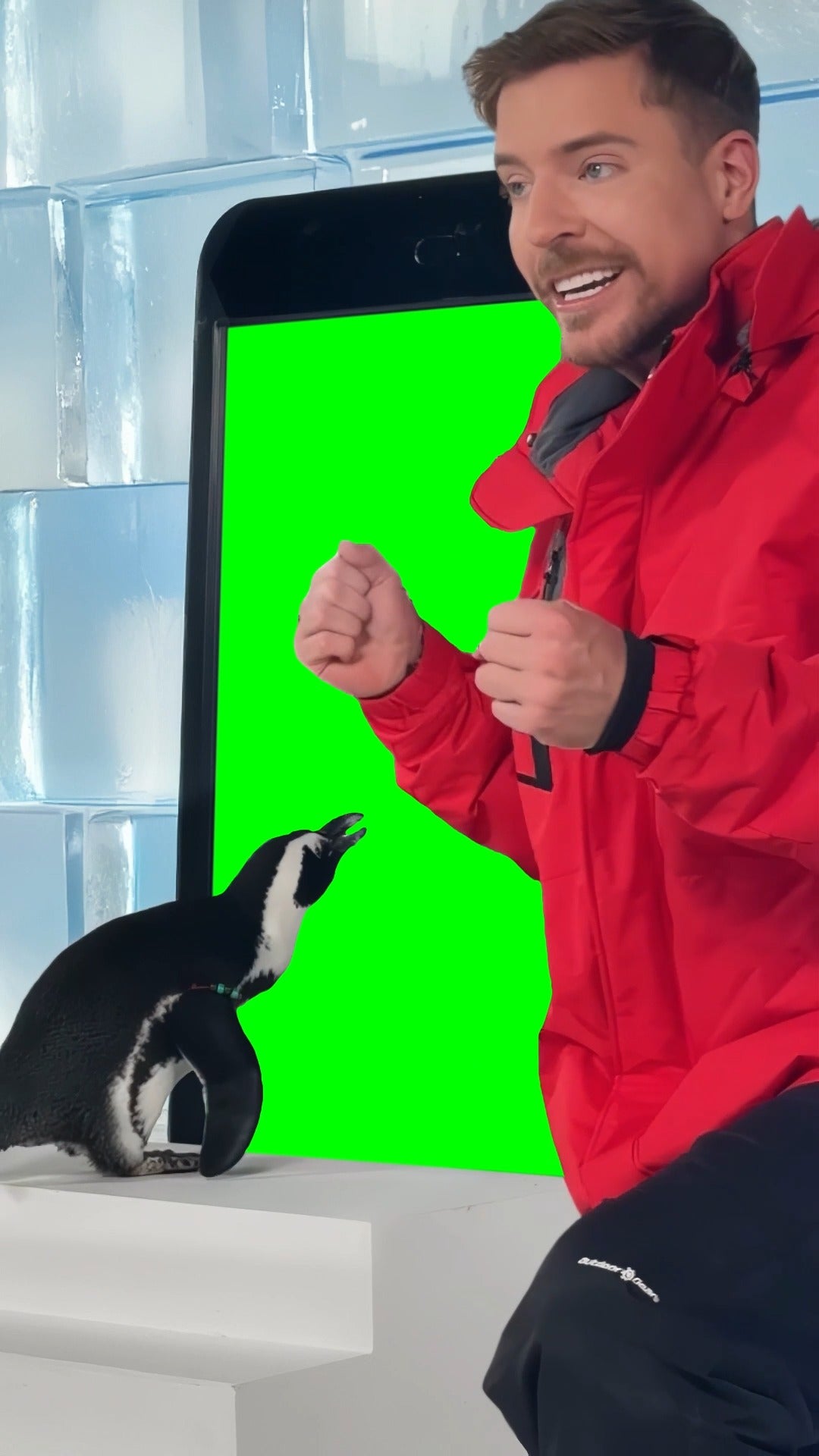 MrBeast Makes Penguin Subscribe meme (Green Screen)