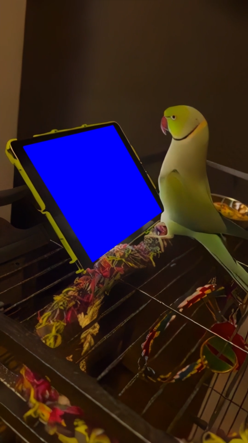Green Parrot using iPad (Blue Screen) (Green Screen)