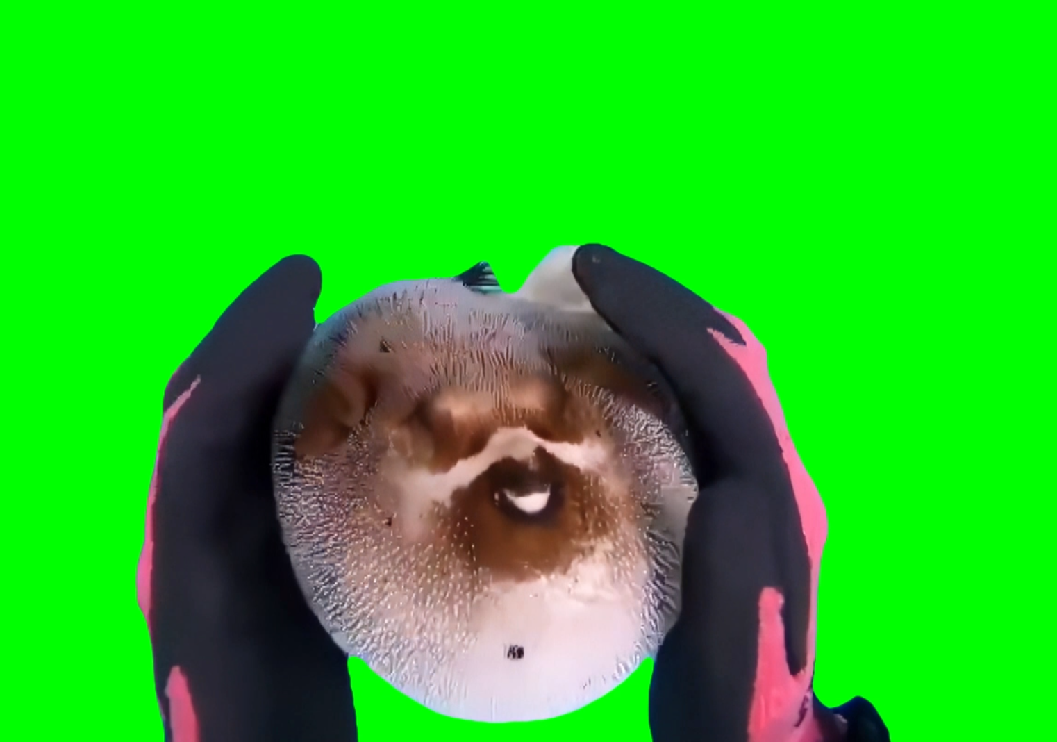 Diver petting pufferfish (Green Screen)