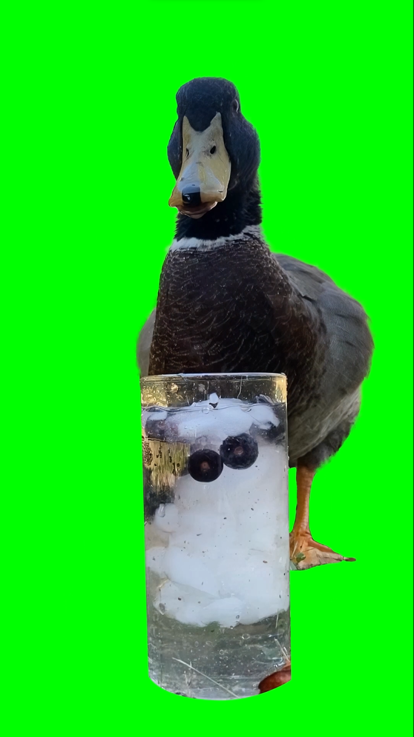 Duck eating blueberries (Green Screen)