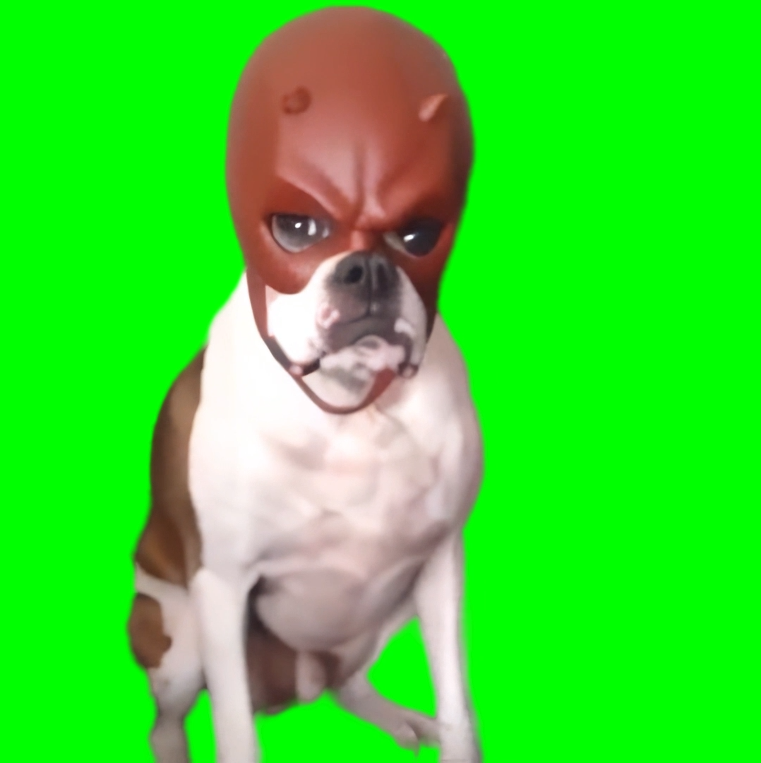 Daredevil Dog (Green Screen)