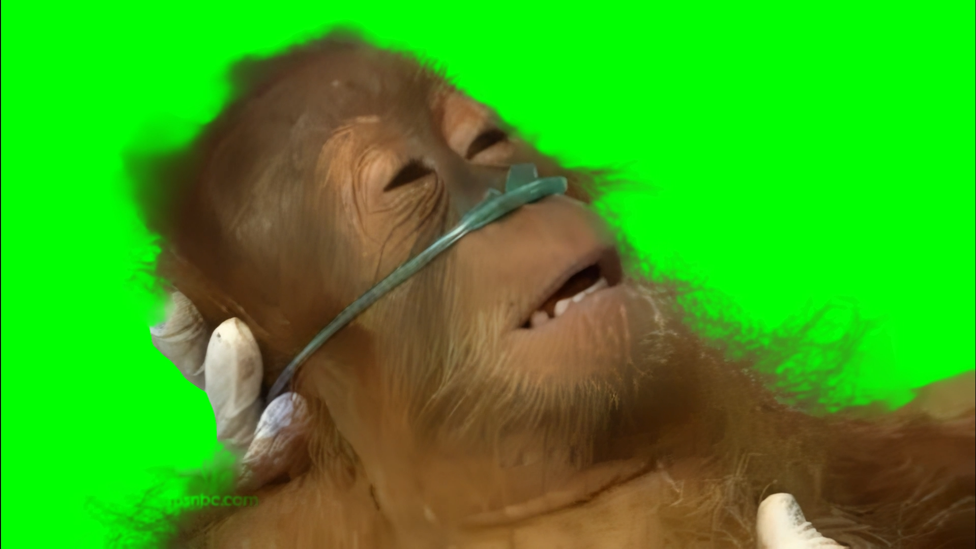 Sick Orangutan Monkey meme (Green Screen)