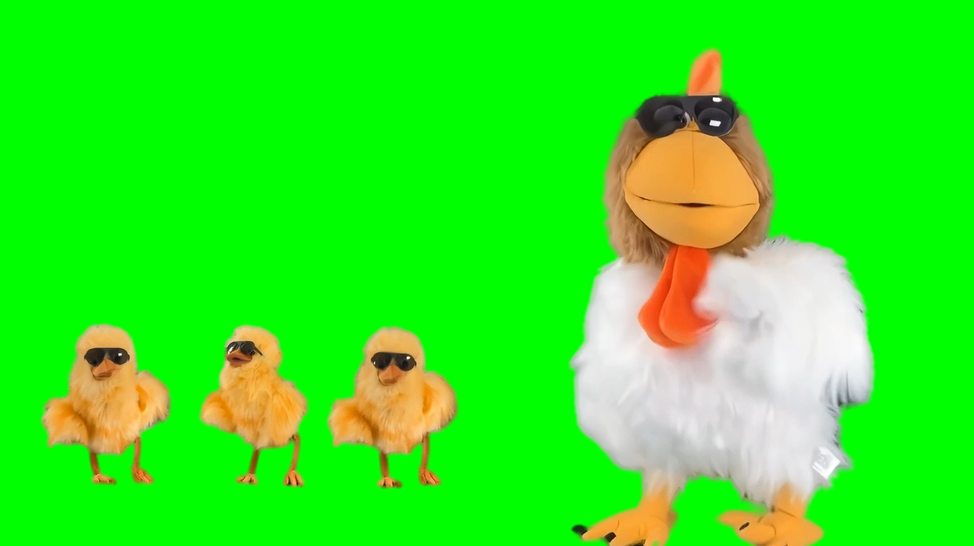 Chicken singing 