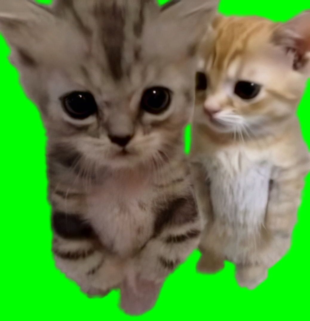 Cats Hugging Each Other AI Video meme (Green Screen)