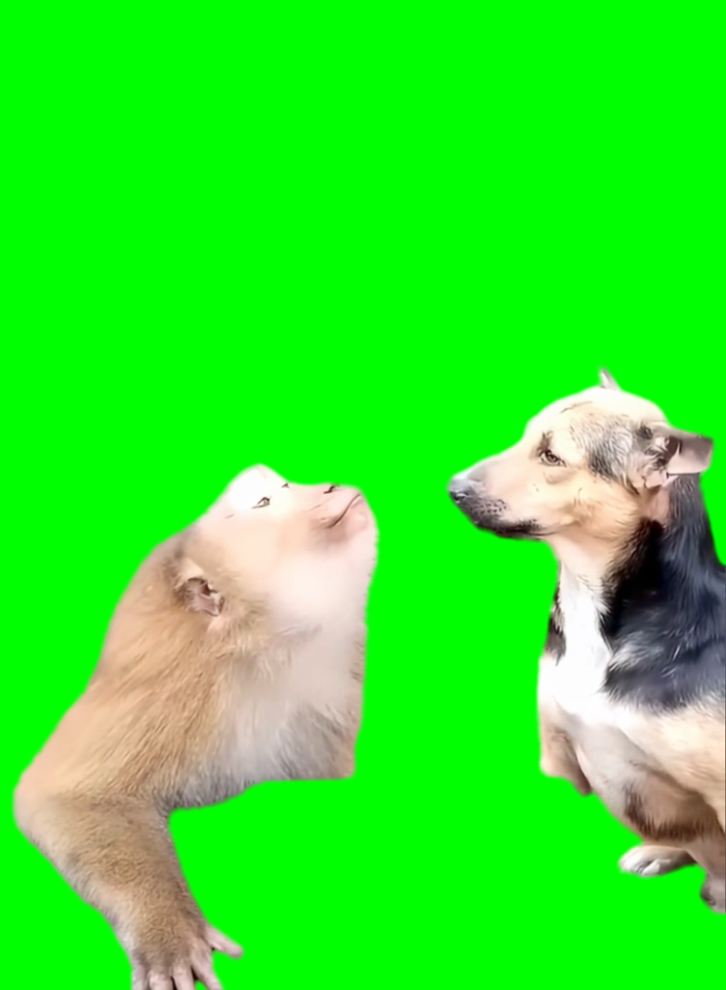 Monkey Ragebaiting Inverted Monkey Ragebaiting Dog meme (Green Screen) – CreatorSet