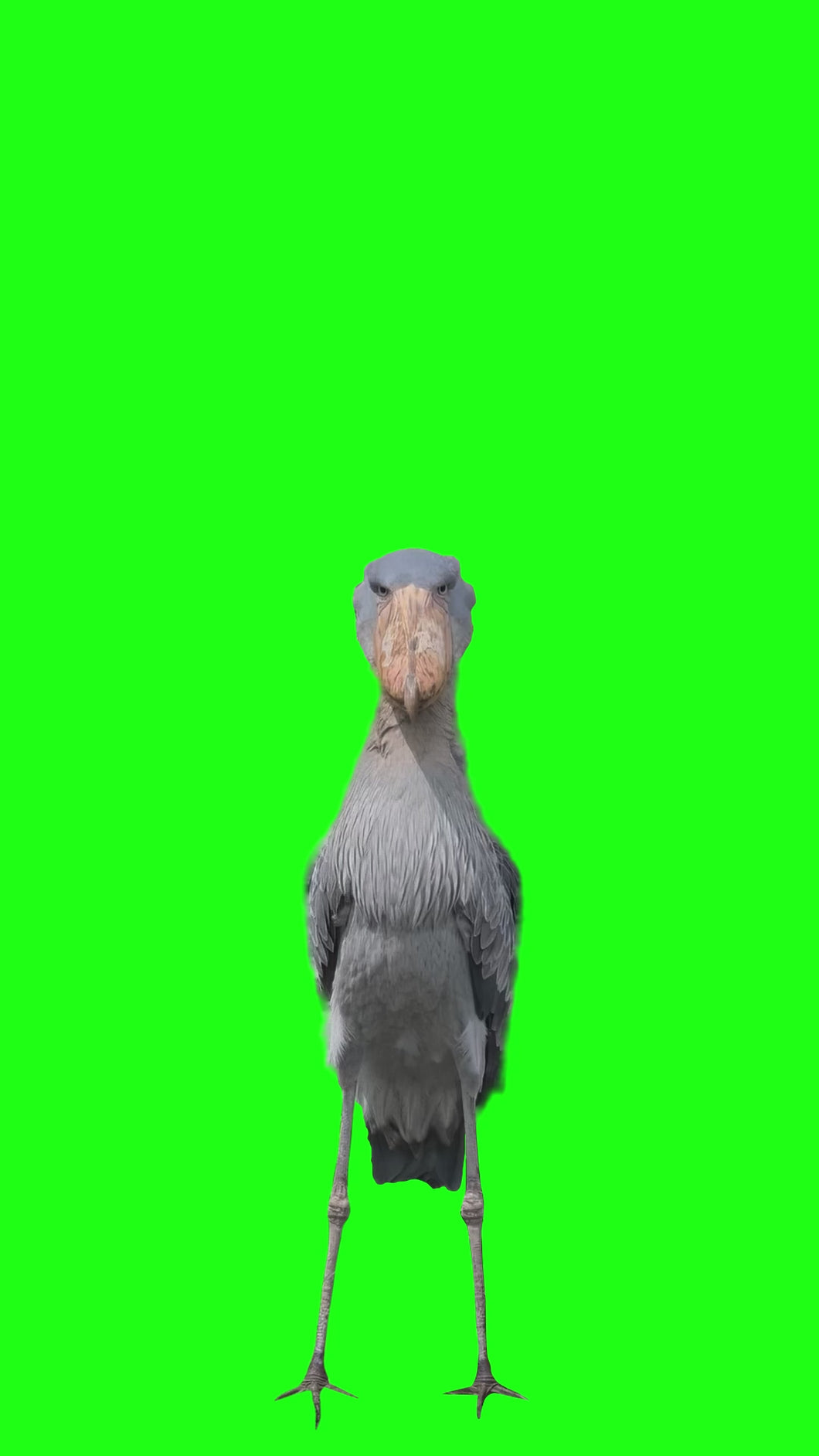 Shoebill Staring at Camera meme (Green Screen)