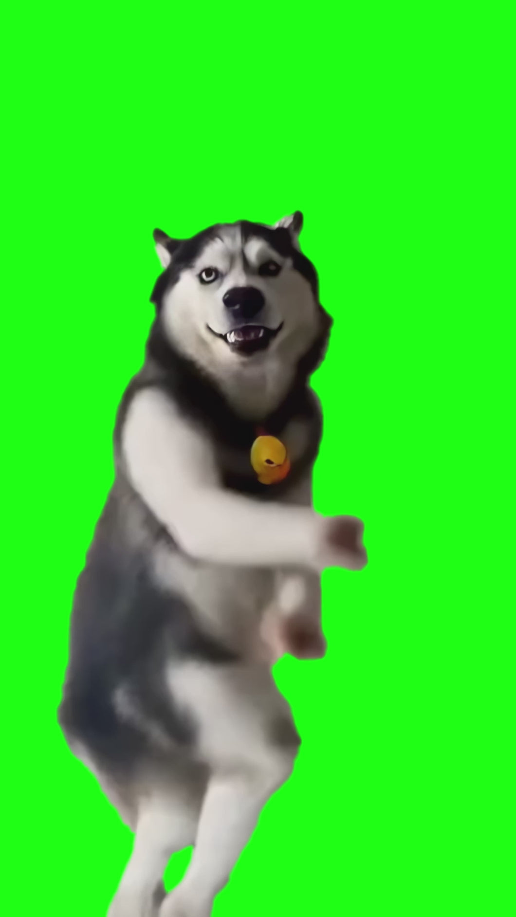 AI Husky Dancing to Indian Music meme (Green Screen)