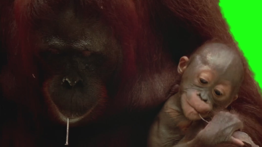 Orangutan Trying to Hammer a Nail meme (Green Screen)