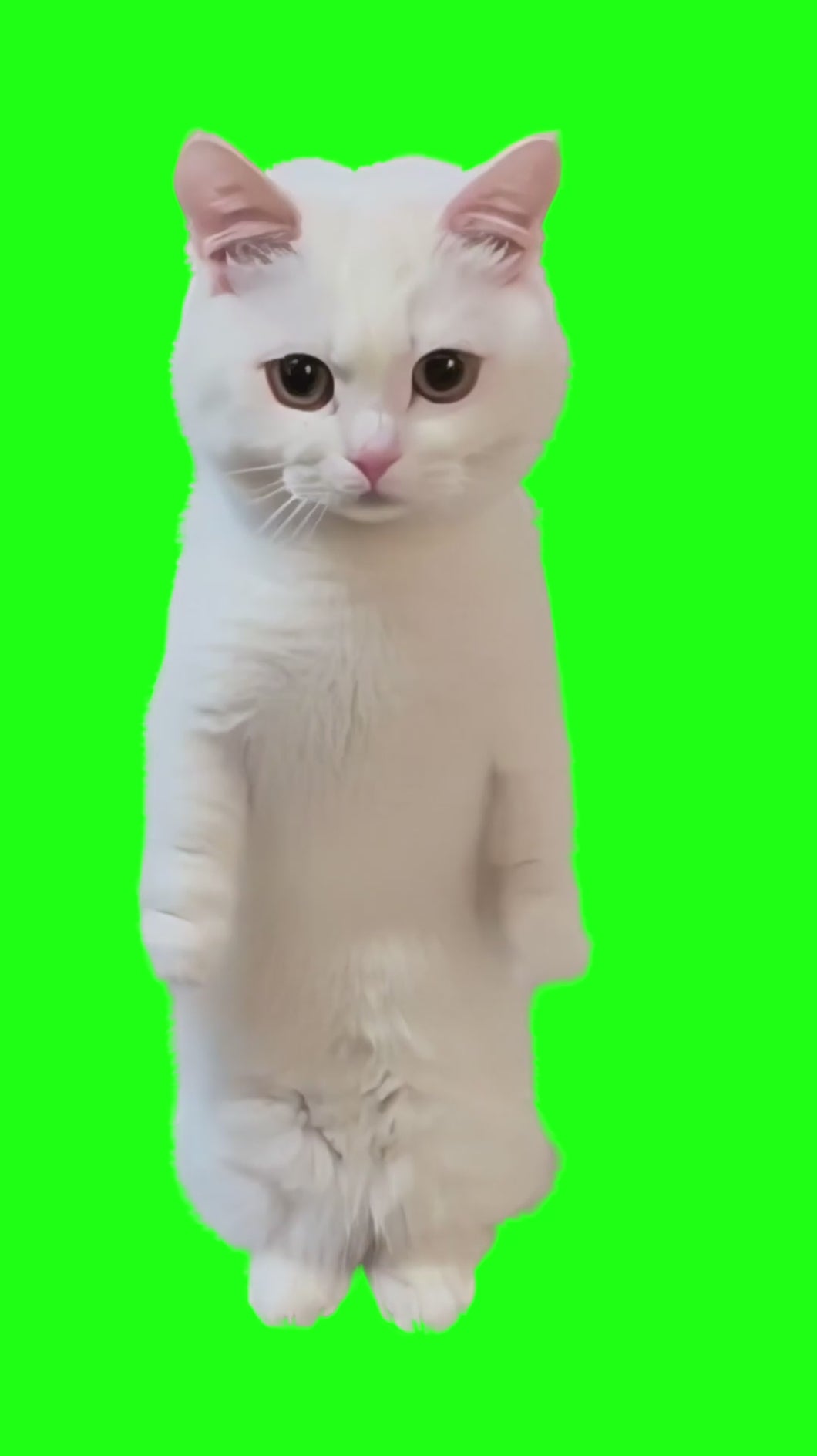 White Cat AI Dancing meme (Green Screen)