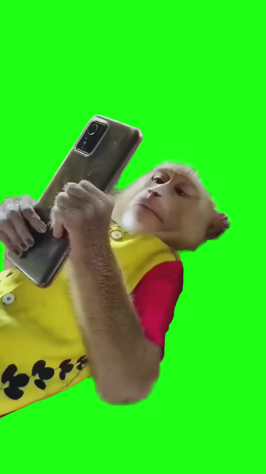 Monkey Using Phone in Bed meme (Green Screen)