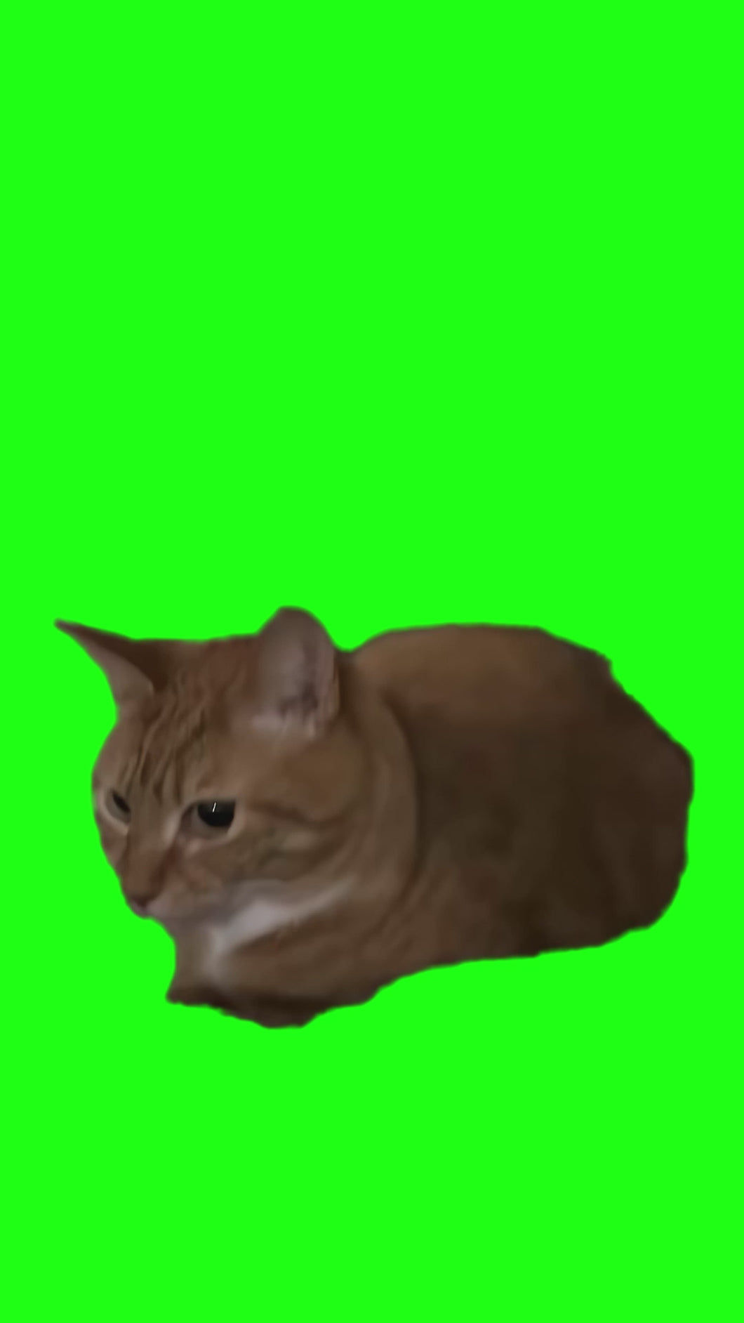 Orange Cat Bouncing meme (Green Screen)