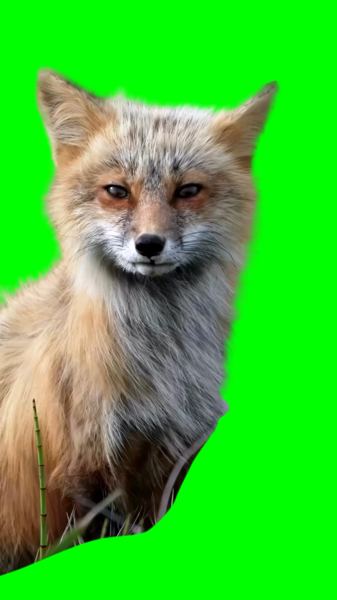 Format Screen Fox Fox enjoying the wind (Green Screen) – CreatorSet