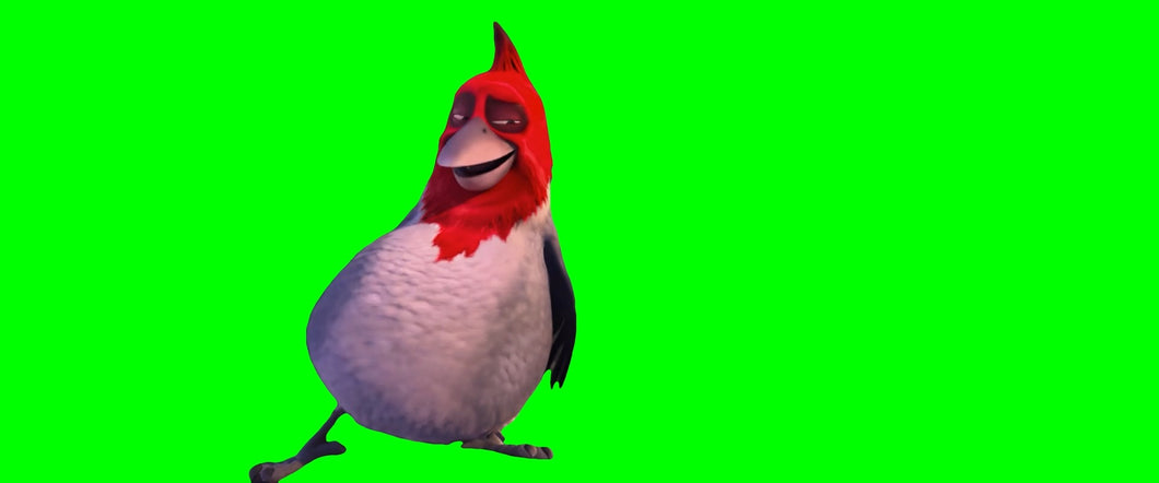 Rio Red Bird singing 