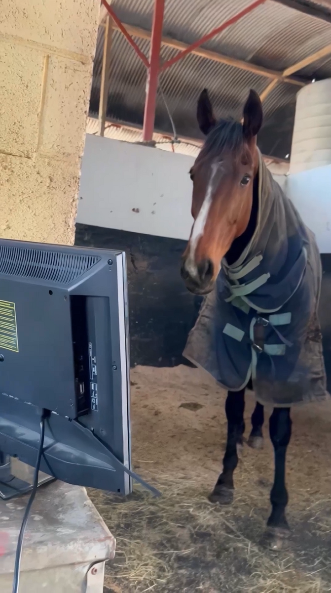 Horse Looking at Computer Screen meme (Green Screen) – CreatorSet