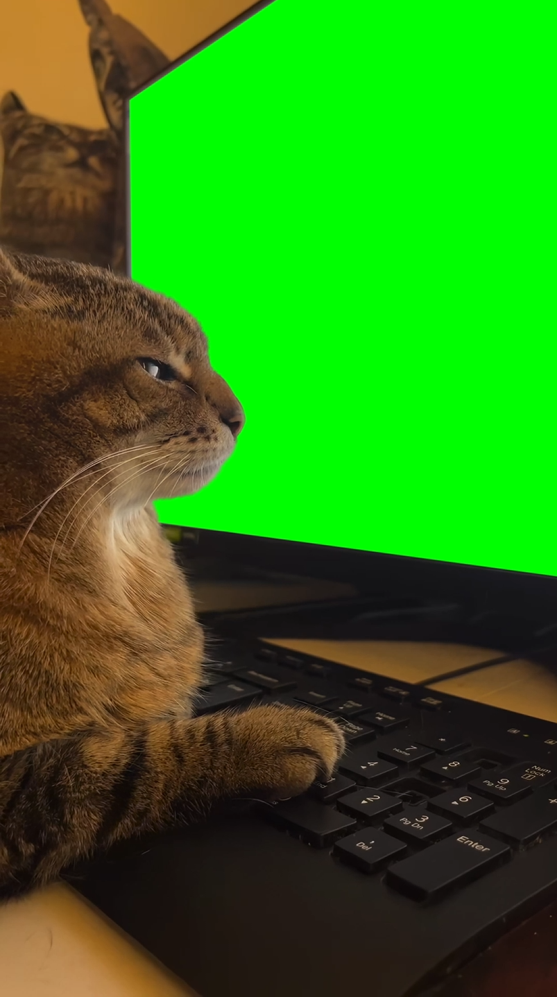 Cat Looking At Computer Typing AAAAAA meme (Green Screen)