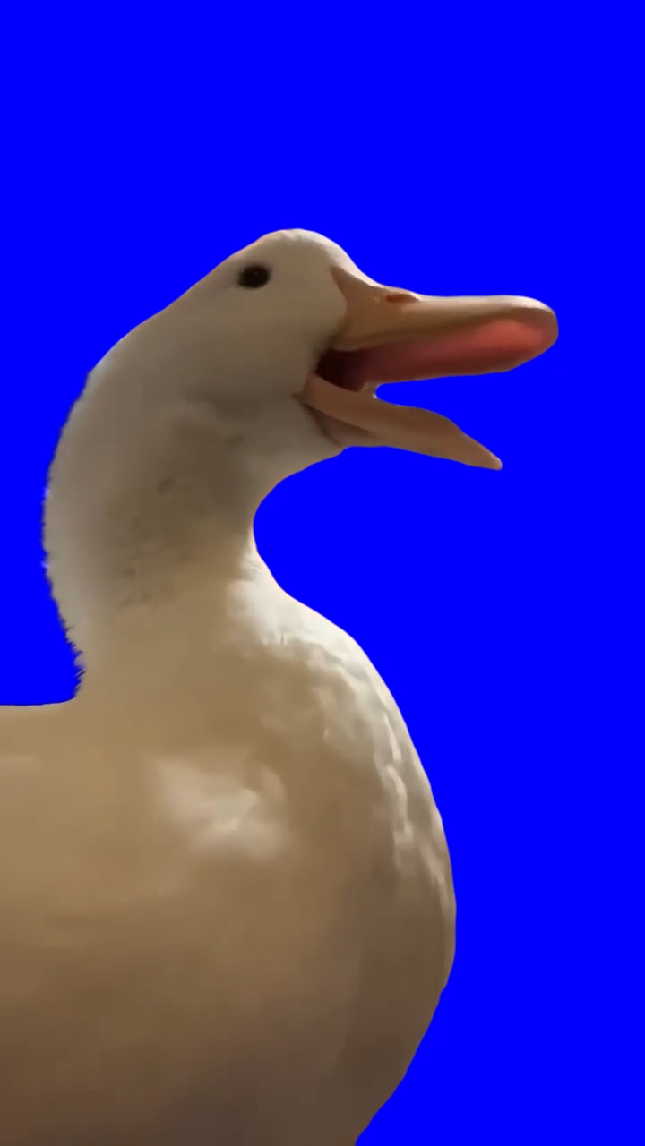 Duck - My Cheese Feet (Blue Screen) (Green Screen)
