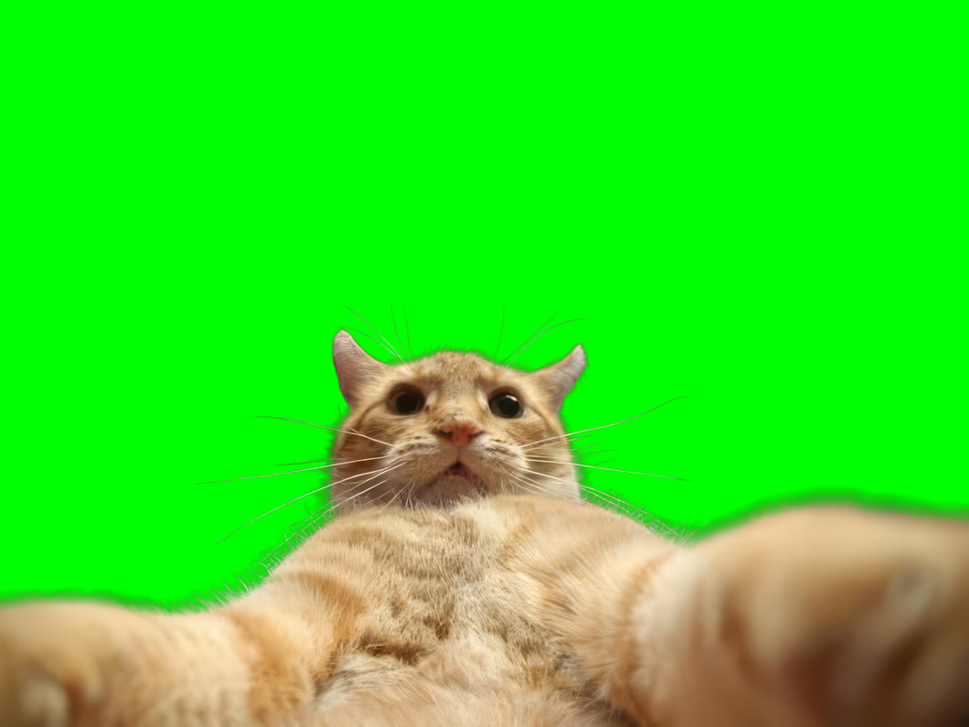 Cat taking a selfie photo meme (Green Screen) (Transparent PNG)