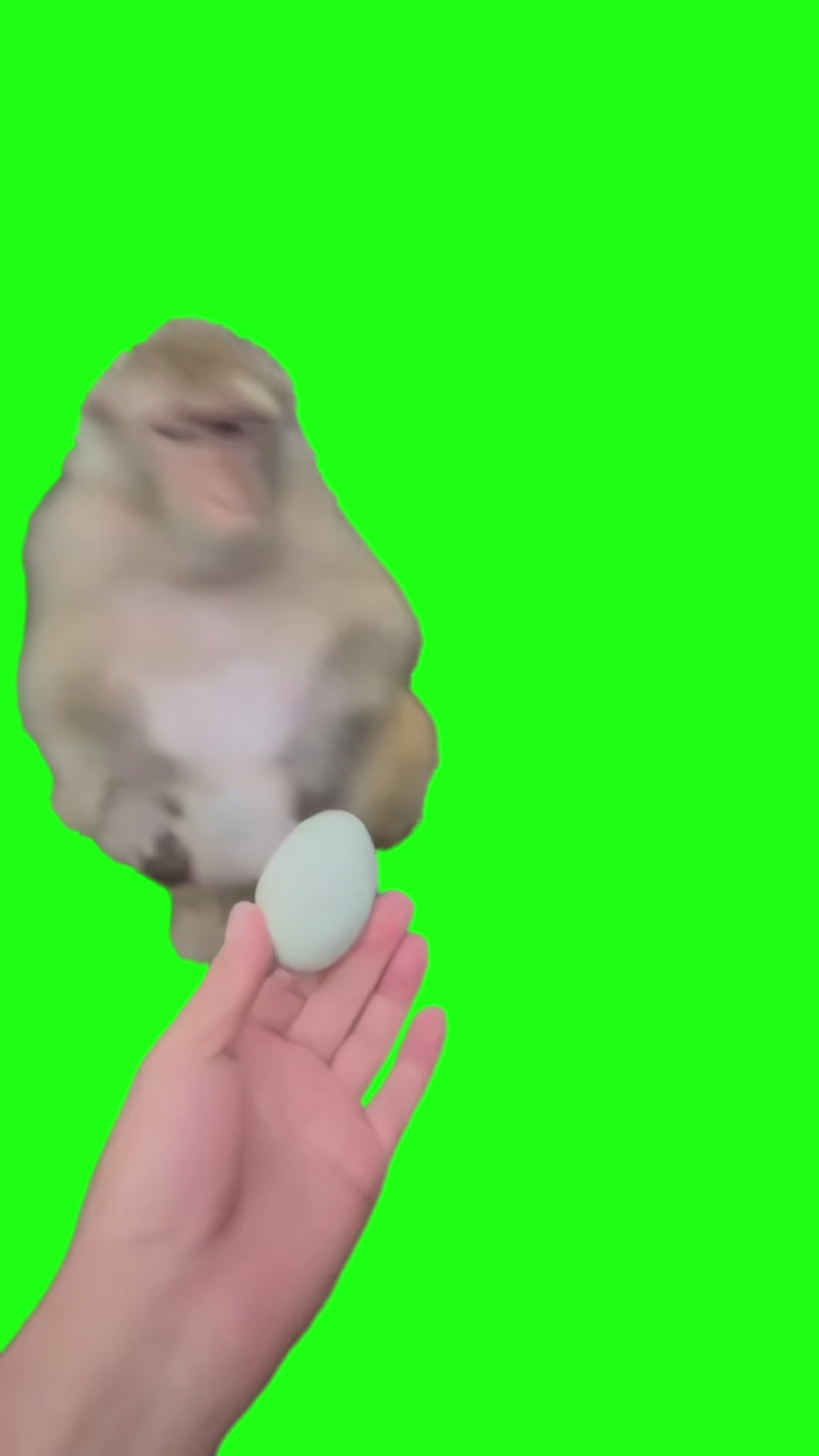 Monkey Gagging Smelling Rotten Egg meme (Green Screen)