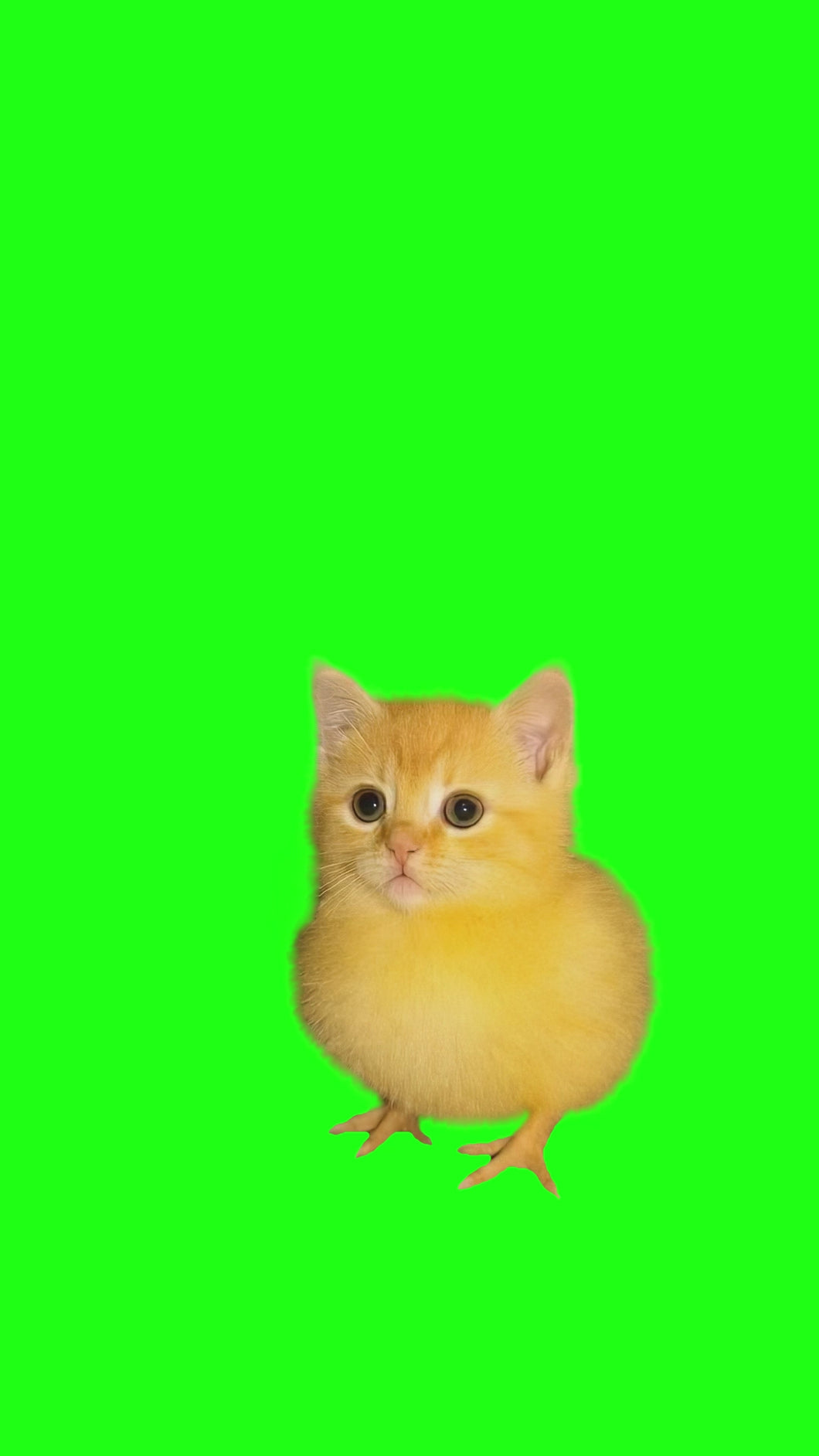 Chick-Cat meme (Green Screen)