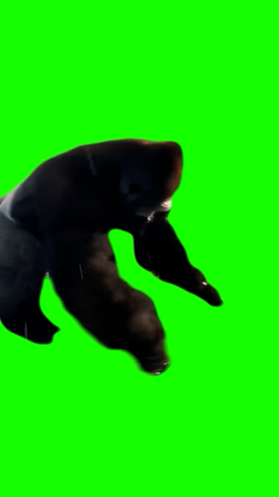 Gorilla Spinning (Green Screen)