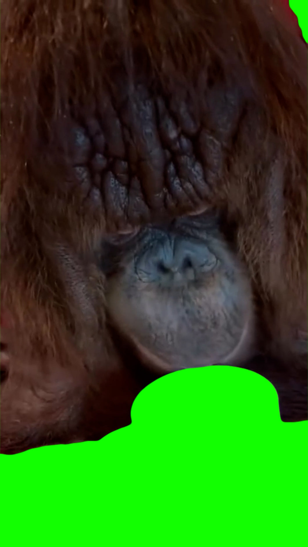 Monkey Drinking (Green Screen)