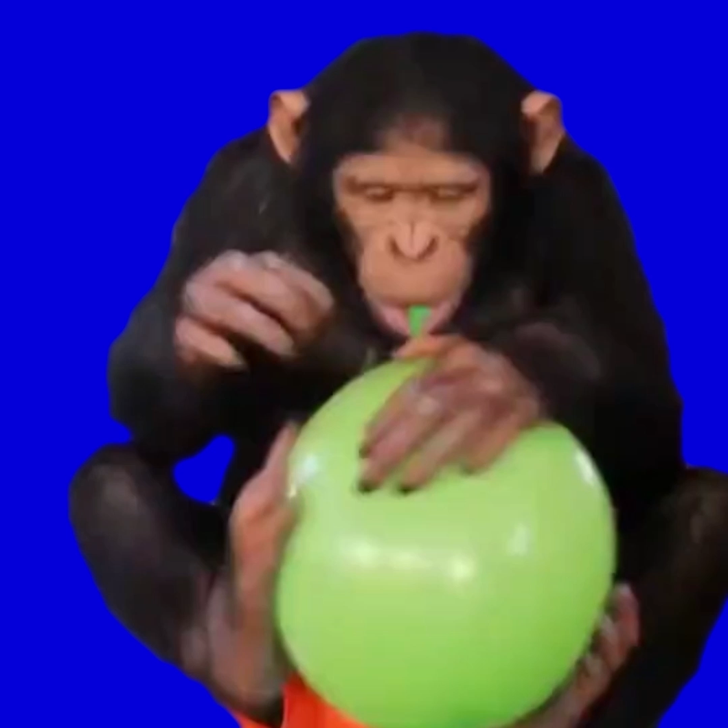 Monkey Playing With Balloon (Blue Screen)