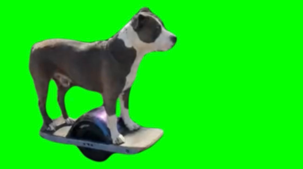 Dog cruising on electric skate board one-wheel (Green Screen)