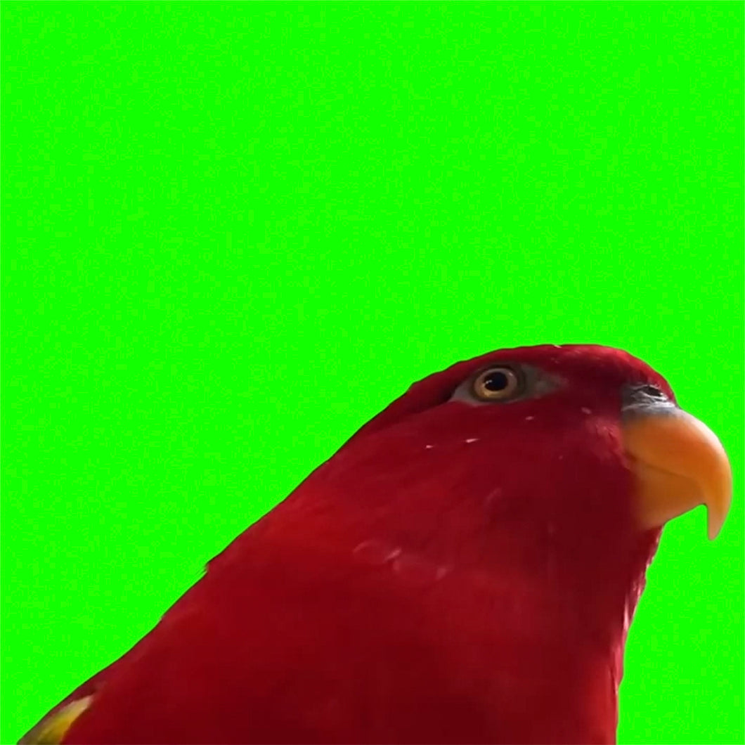 Red Birb 