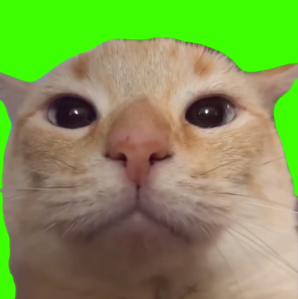 Staring Yellow Cat (Green Screen)
