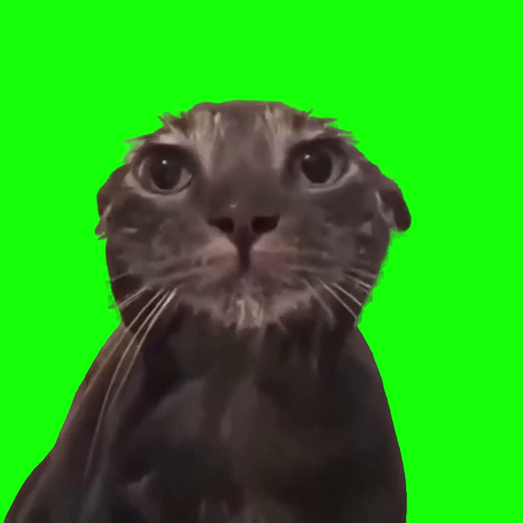 Cat Taking a Shower (Green Screen)