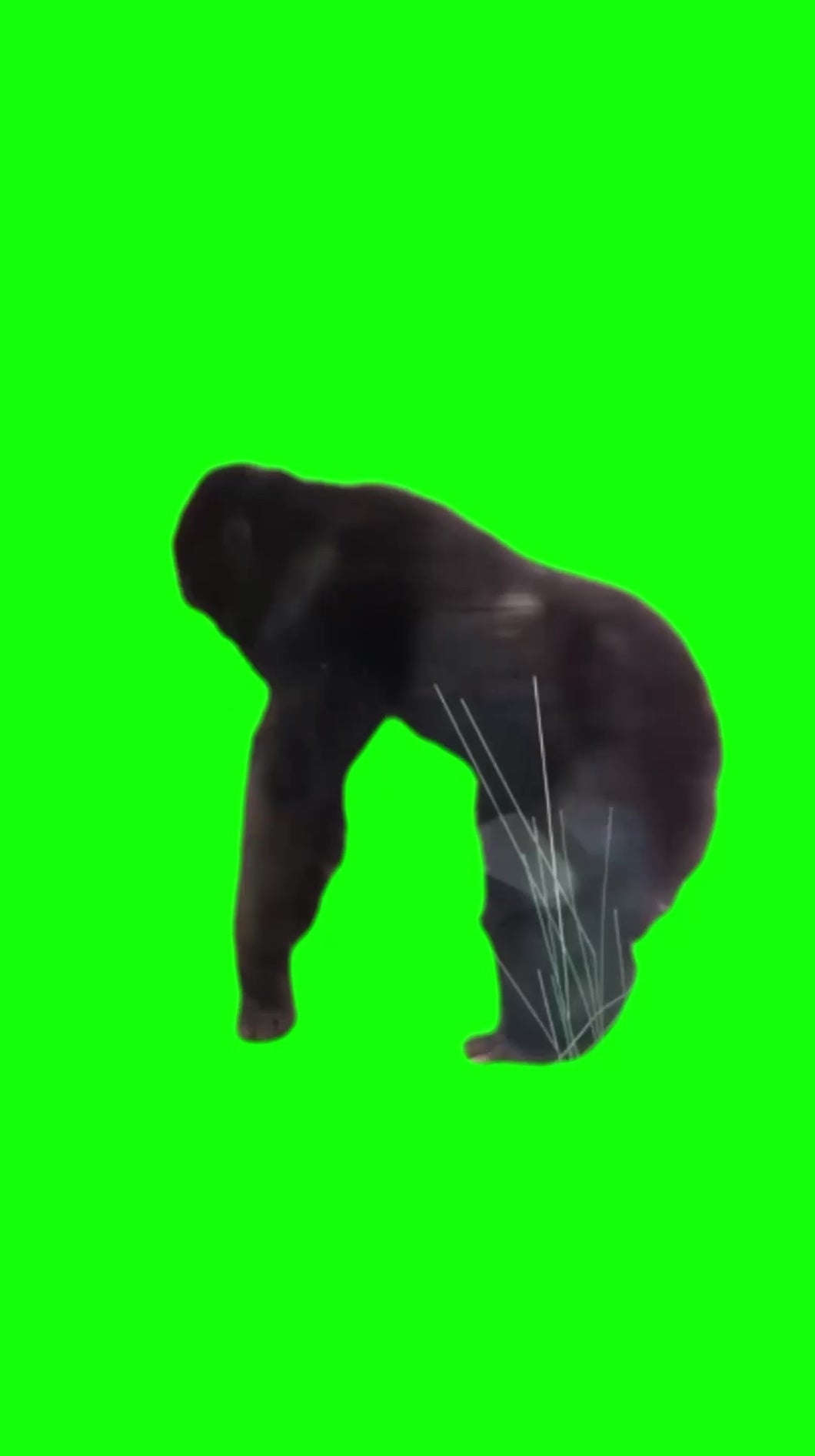 Crazy monkey dancing (Green Screen)